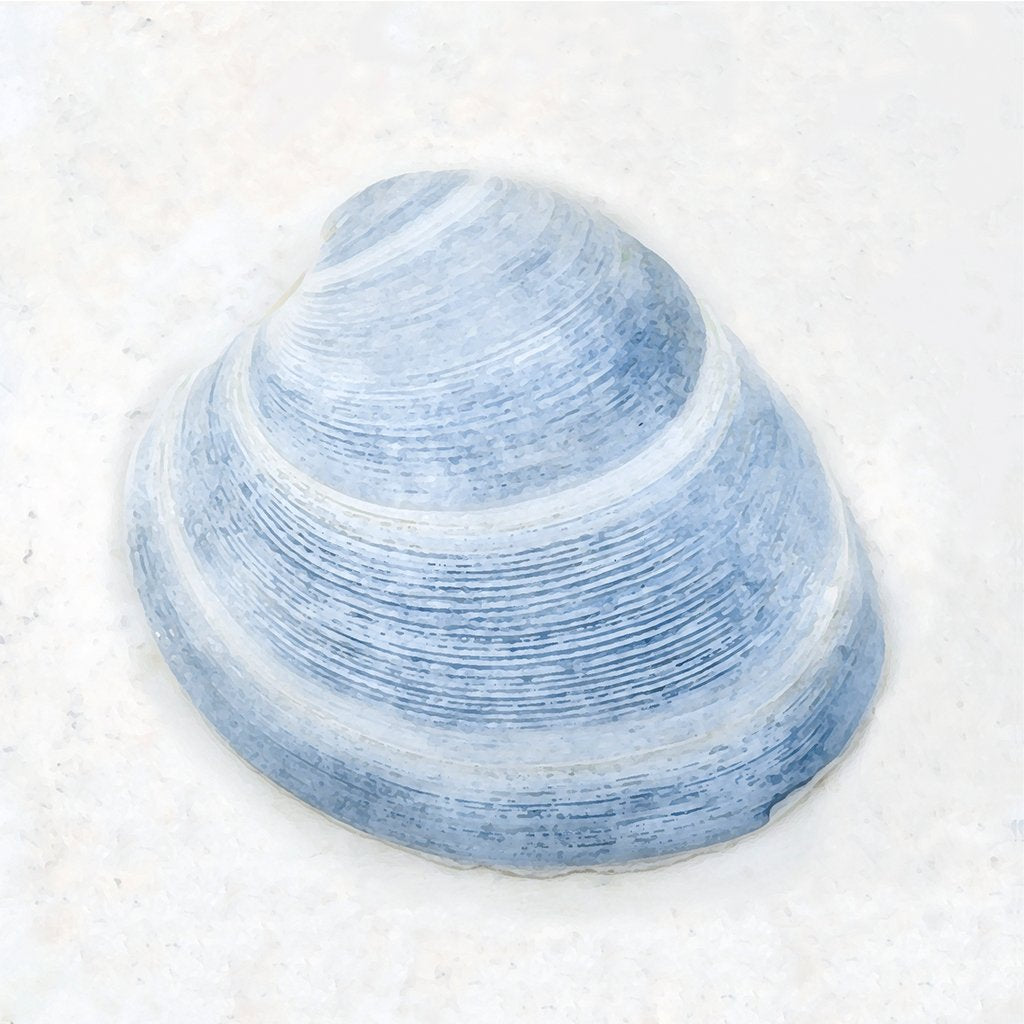 Blue Clam Shell