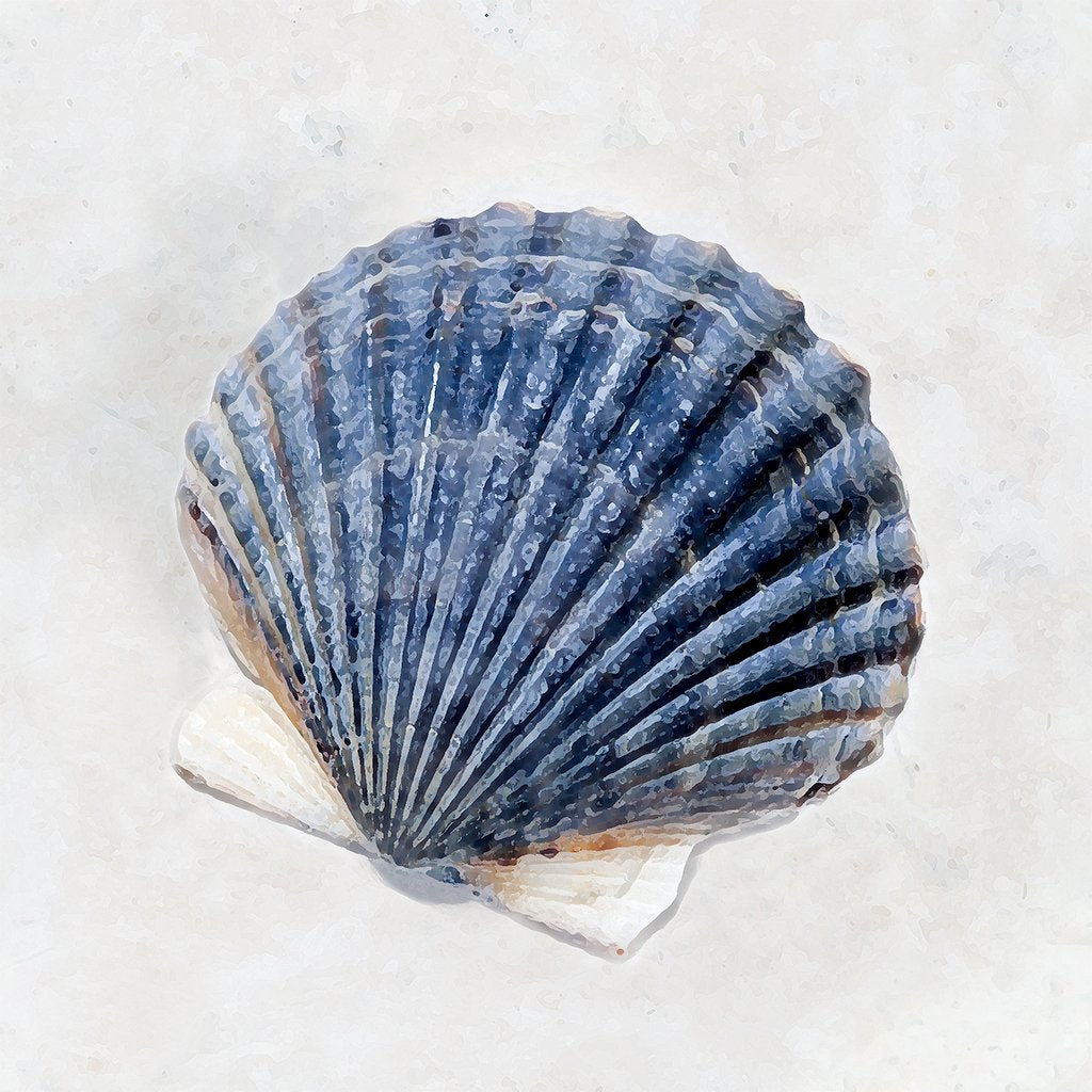 Blue Scallop Shell – Martha Everson Studio