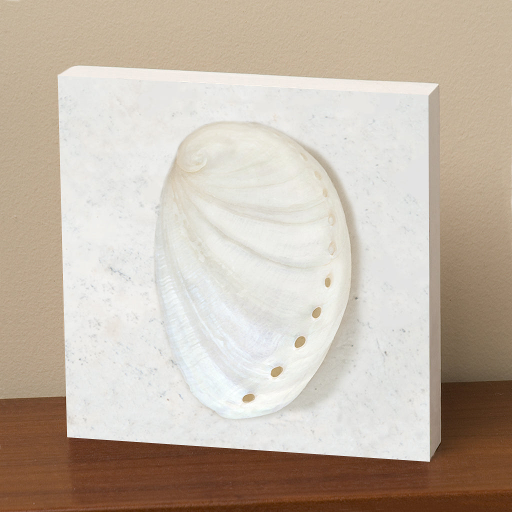 White Abalone Shell – Martha Everson Studio