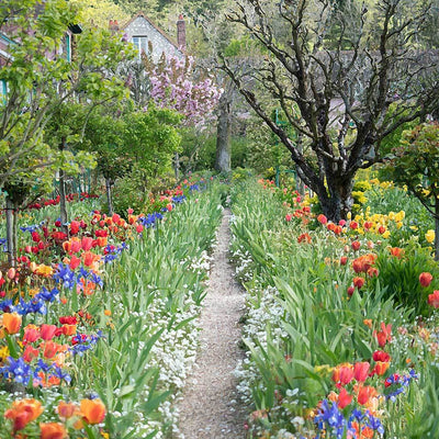 Path leading down the center of a colorful spring garden of tulips and Iris flowers.