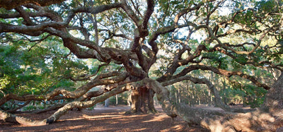  Charleston's Angel Oak the well known 400 year old southern oak with curving  brown branches reaching out to  all edges of the frame drawing  in the viewer.
